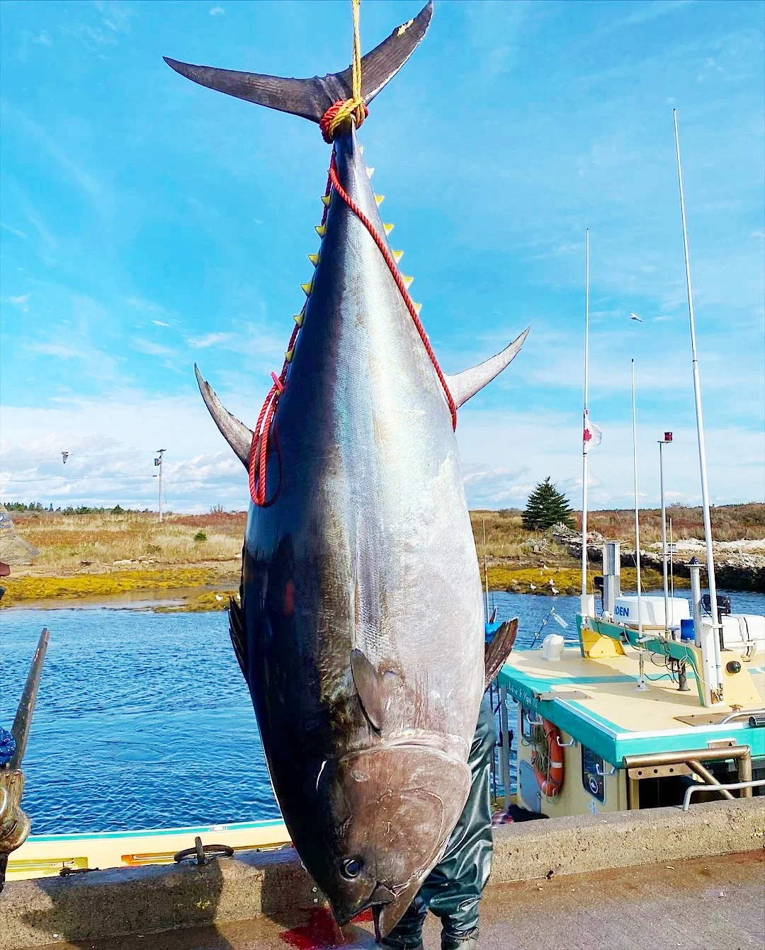 World Record Tuna Charters Bluefin Tuna Fishing Charters Nova